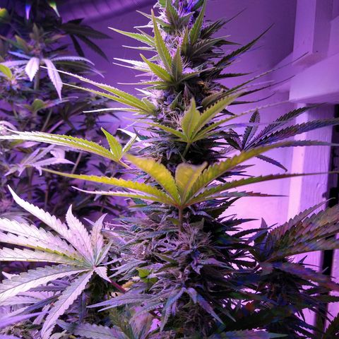 Critical 3 growlog timeline photo
