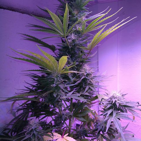 Critical 3 growlog timeline photo