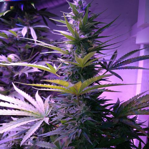 Critical 3 growlog timeline photo