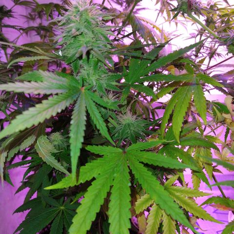 Critical 3 growlog timeline photo