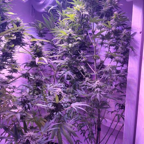 Critical 3 growlog timeline photo