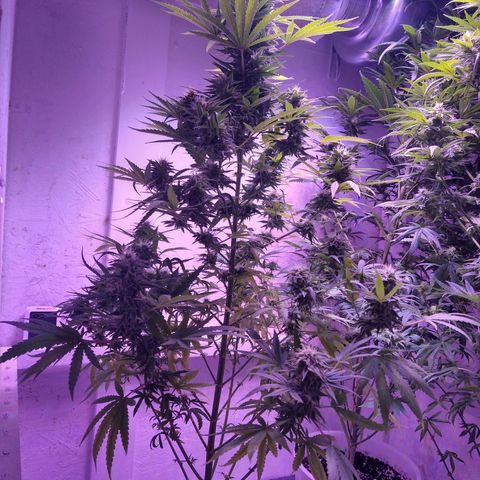 Critical 3 growlog timeline photo