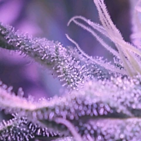 Critical 3 growlog timeline photo