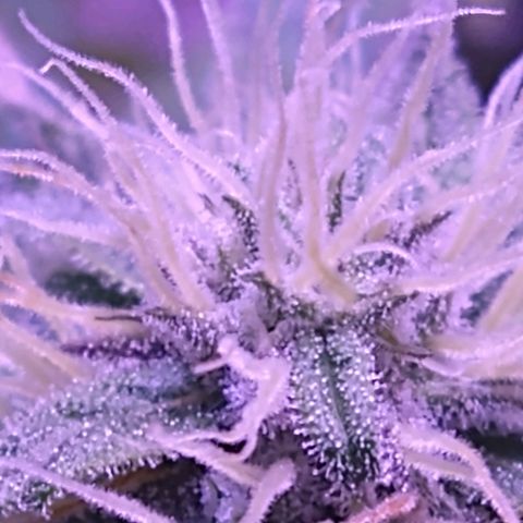 Critical 3 growlog timeline photo