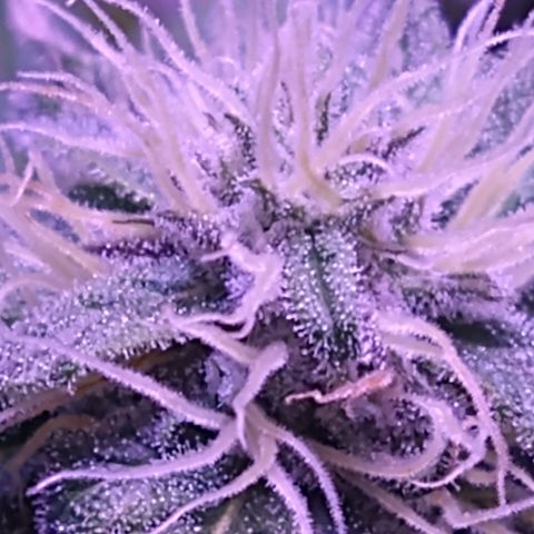 Critical 3 growlog timeline photo