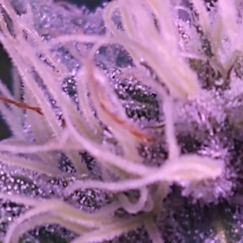 Critical 3 growlog timeline photo