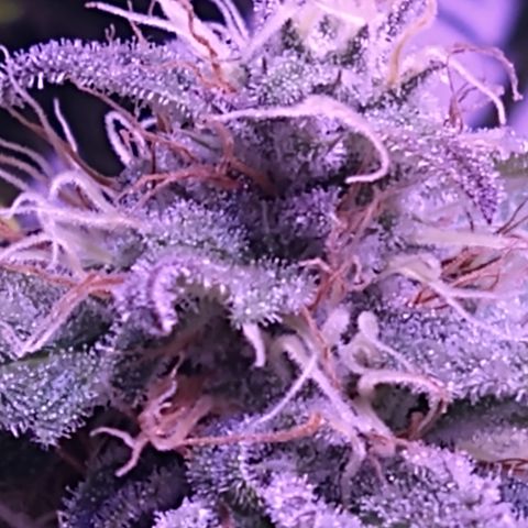 Critical 3 growlog timeline photo