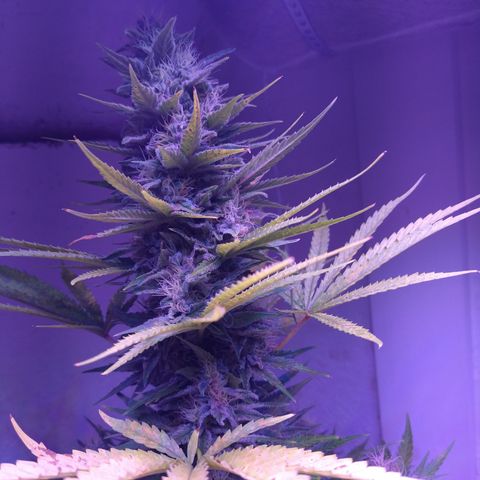 Critical 3 growlog timeline photo