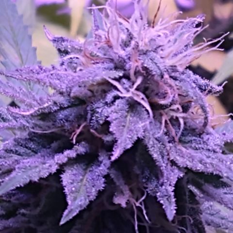 Critical 3 growlog timeline photo