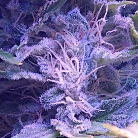 Critical 3 growlog timeline photo
