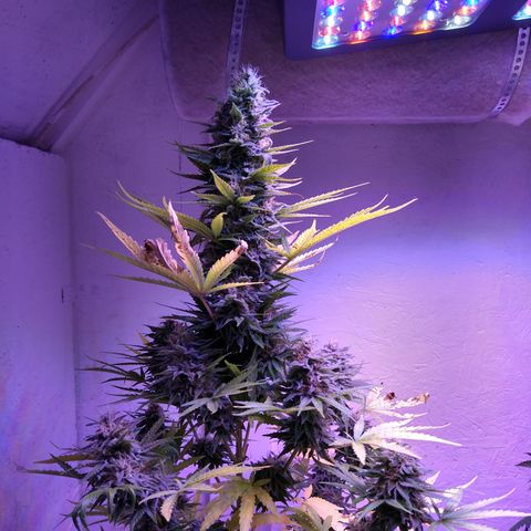 Critical 3 growlog photo: First ambers to see