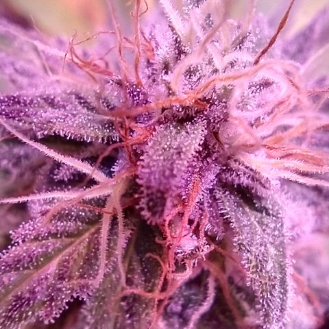 Critical 3 growlog photo: First ambers to see