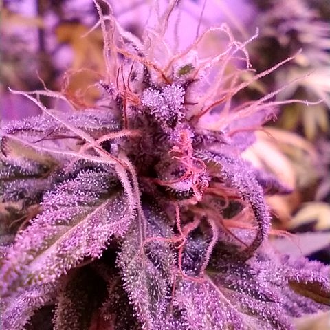 Critical 3 growlog photo: First ambers to see