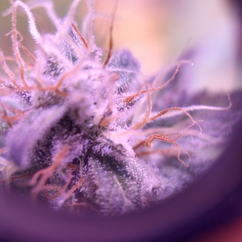 Critical 3 growlog photo: First ambers to see