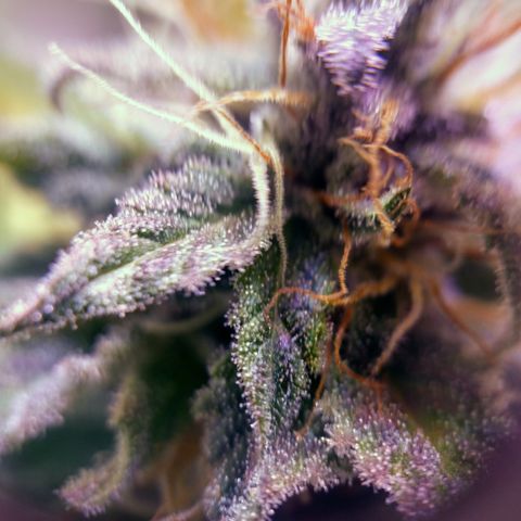 Critical 3 growlog photo: First ambers to see