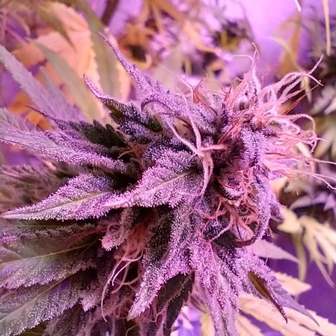 Critical 3 growlog photo: First ambers to see