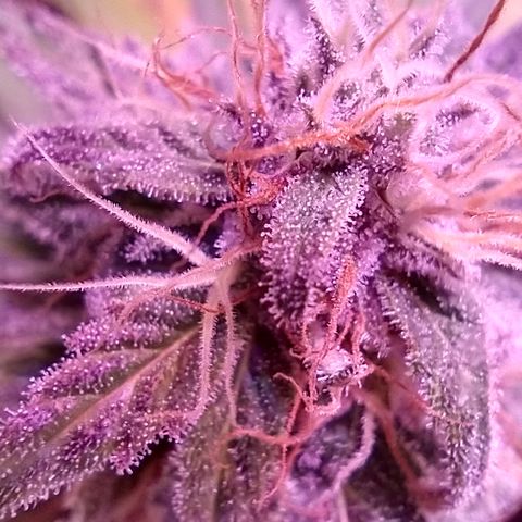 Critical 3 growlog photo: First ambers to see
