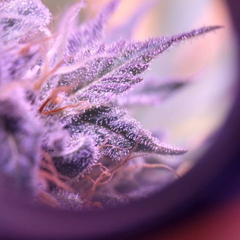 Critical 3 growlog photo: First ambers to see