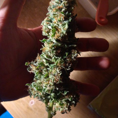 Critical 3 growlog timeline photo