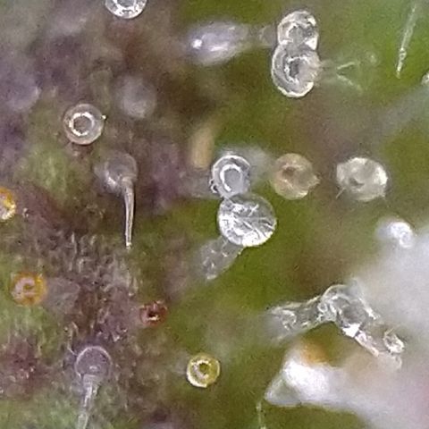 Critical 3 growlog timeline photo