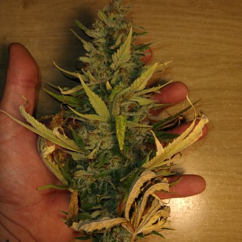 Critical 3 growlog timeline photo