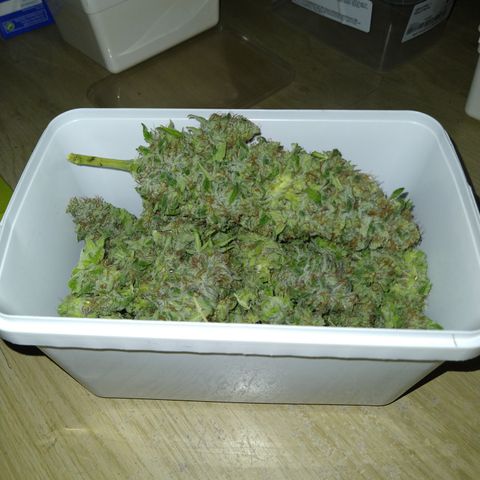 Critical 3 growlog timeline photo