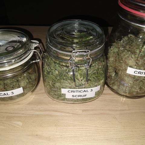 Critical 3 growlog photo: Curing and root