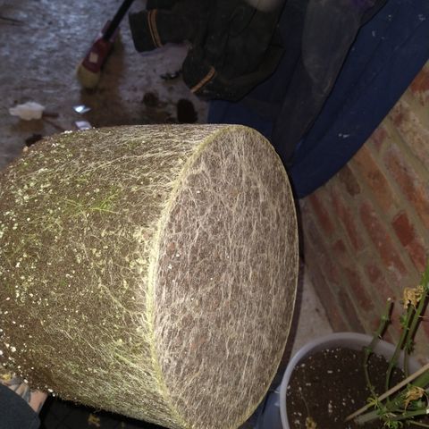 Critical 3 growlog photo: Curing and root