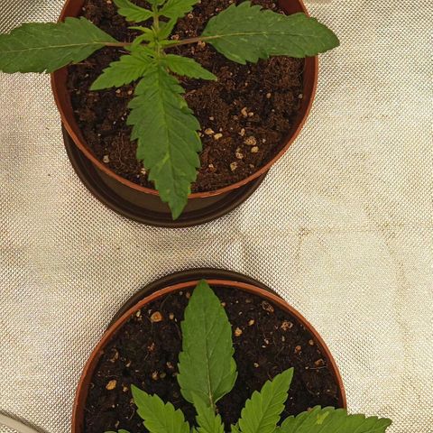 Blue Cheese #2 growlog photo: Untere