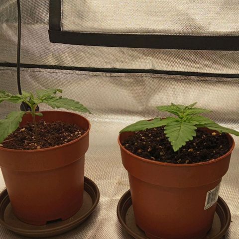 Blue Cheese #1 growlog photo: Links