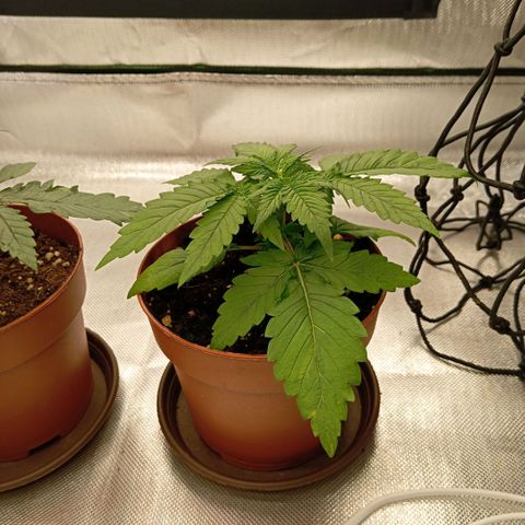 Blue Cheese #2 growlog photo: Umtopfen 25L stofftopf 