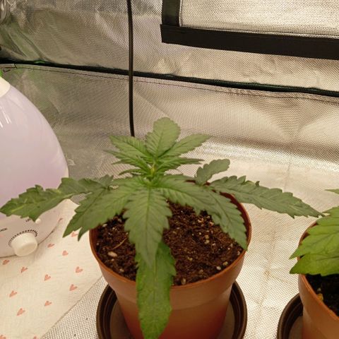 Blue Cheese #1 growlog timeline photo