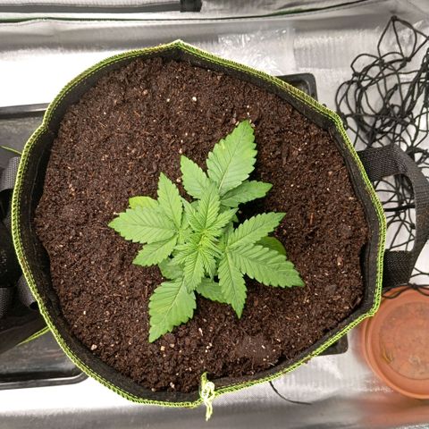 Blue Cheese #2 growlog photo: Umgetopft