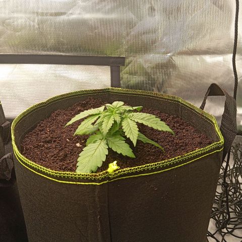 Blue Cheese #2 growlog photo: Umgetopft