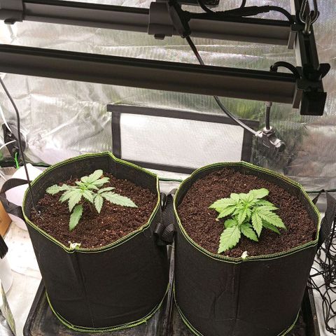 Blue Cheese #1 growlog photo: Umgetopft