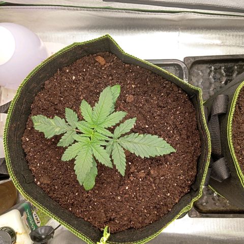 Blue Cheese #1 growlog photo: Umgetopft