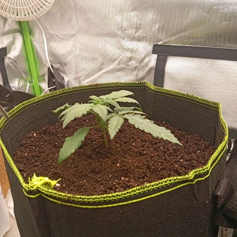 Blue Cheese #1 growlog photo: Umgetopft