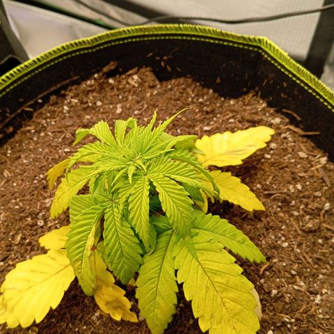 Blue Cheese #2 growlog photo: Nährstoffblockade durch zu scharfe Erde 