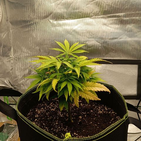 Blue Cheese #1 growlog photo: Before LST