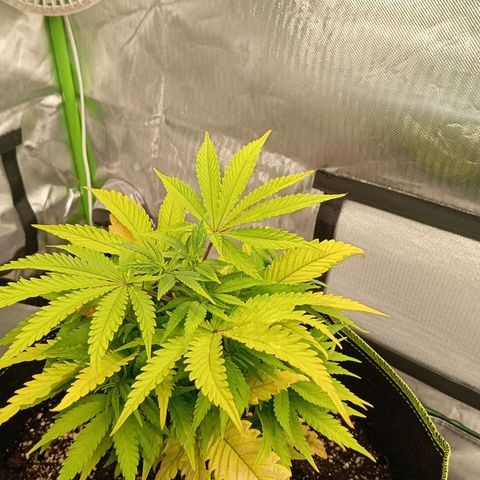 Blue Cheese #1 growlog photo: Before LST
