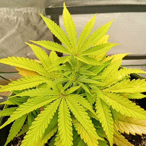 Blue Cheese #1 growlog photo: Before LST