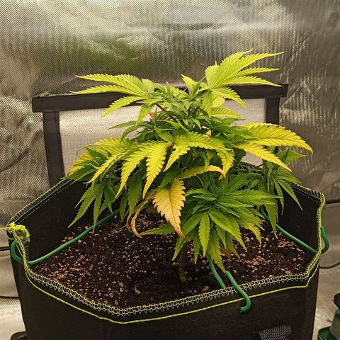 Blue Cheese #1 growlog photo: Leichtes LST der untersten Triebe 