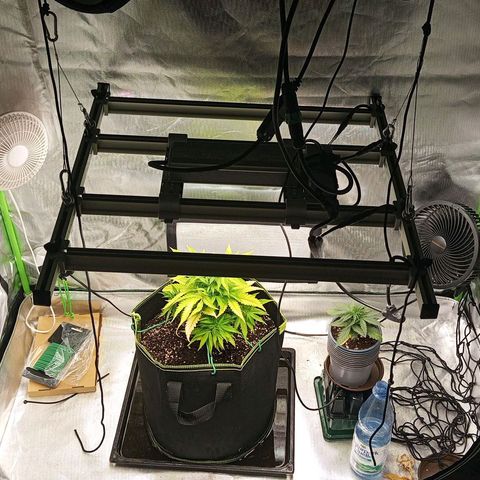 Blue Cheese #1 growlog photo: Leichtes LST der untersten Triebe 