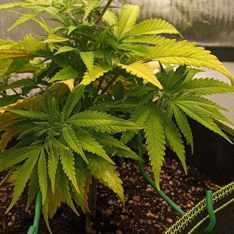 Blue Cheese #1 growlog photo: Leichtes LST der untersten Triebe 