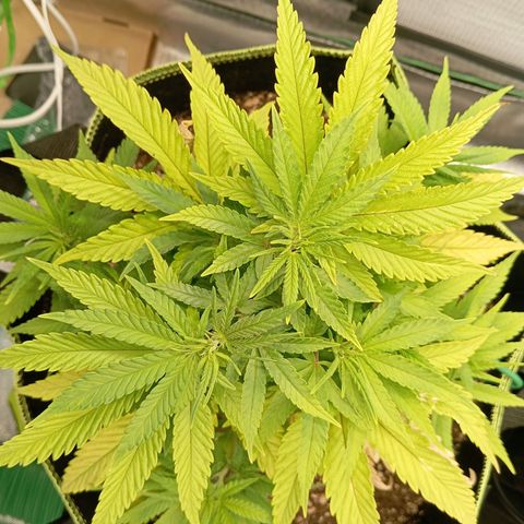 Blue Cheese #1 growlog timeline photo