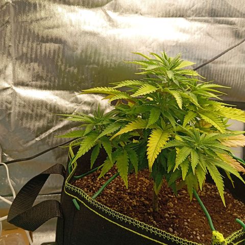 Blue Cheese #1 growlog timeline photo
