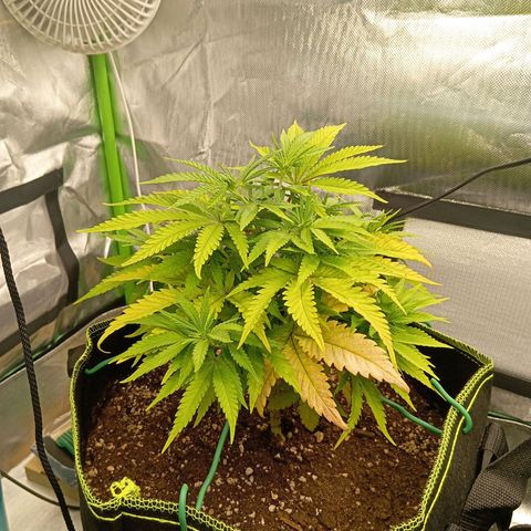 Blue Cheese #1 growlog timeline photo