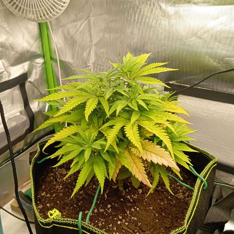 Blue Cheese #1 growlog timeline photo