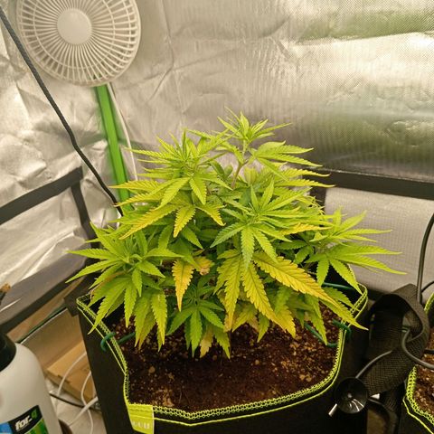 Blue Cheese #1 growlog timeline photo