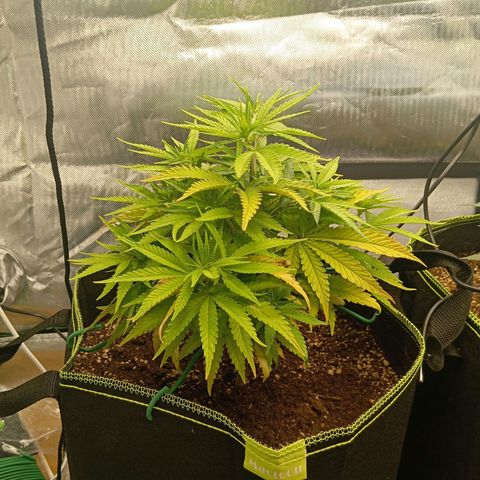 Blue Cheese #1 growlog timeline photo
